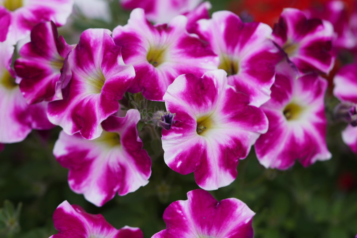 Petunia x hybrida.png